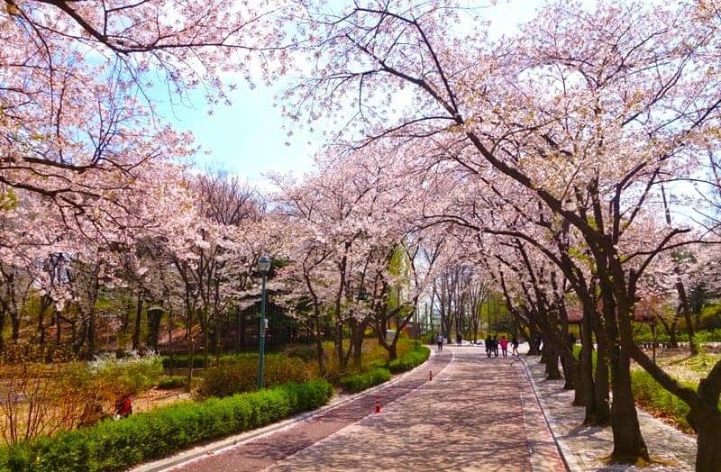 Festival musim semi di Korea