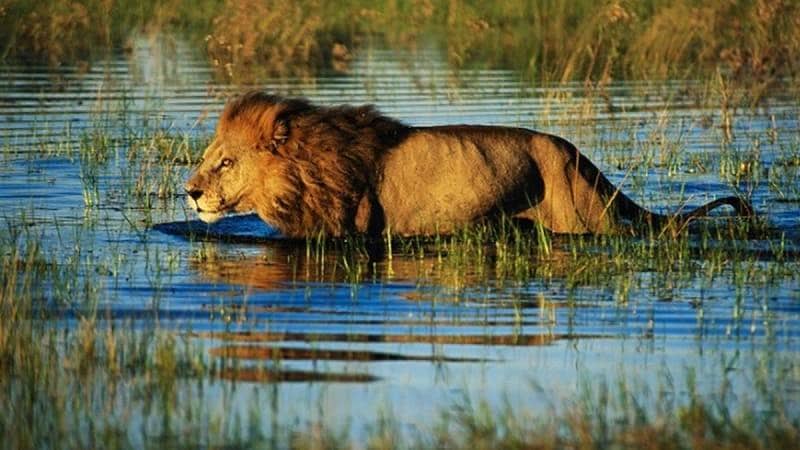 7 Destinasi Wisata Terbaik Melihat Singa di Alam Liar
