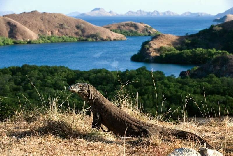 Taman Nasional Komodo