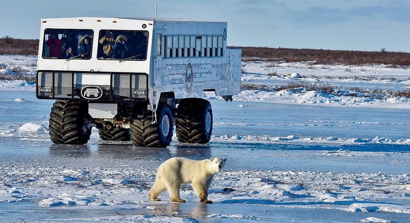 7 Tempat Wisata Terbaik Melihat Beruang Kutub di Alam Liar