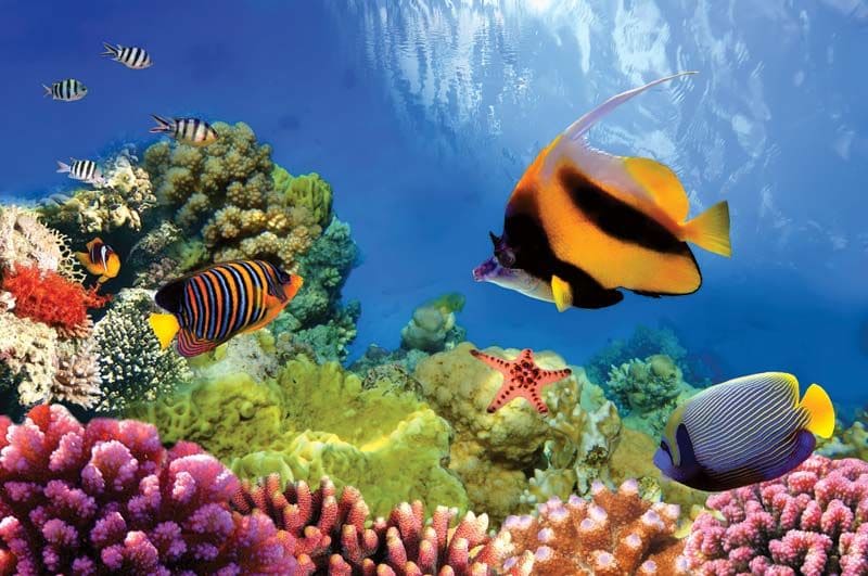 Great Barrier Reefs