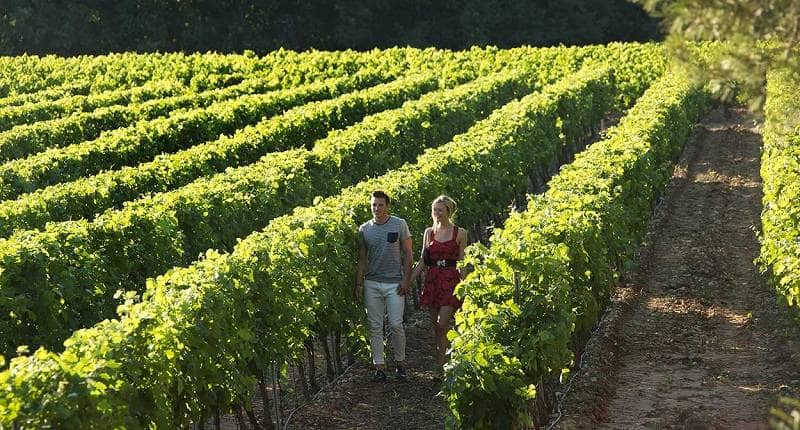 10 Perkebunan Anggur Terkenal Dan Terindah di Perancis